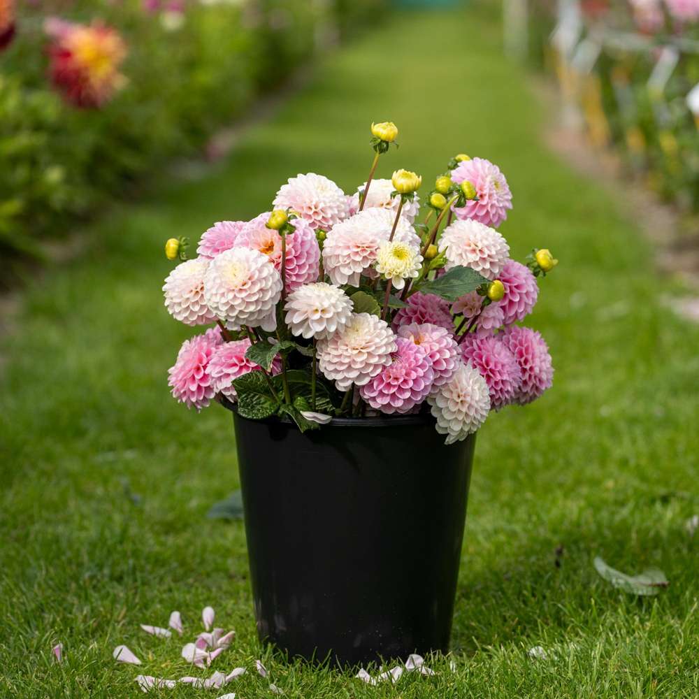 Dahliamix 'Cotton Candy'